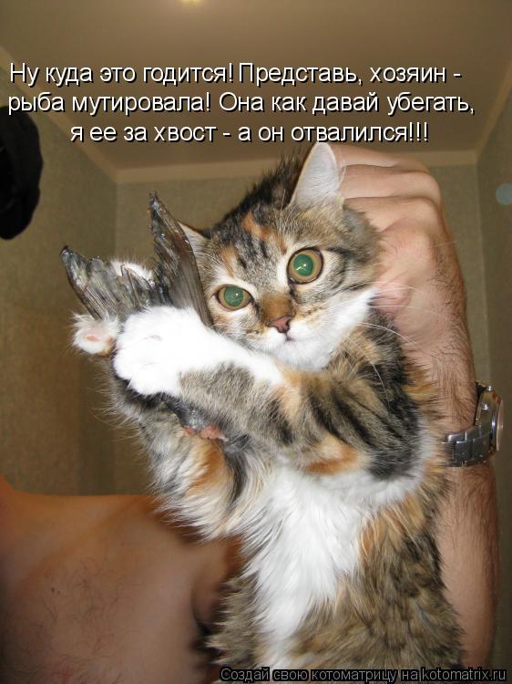 Ну куда это годится! Представь, хозяин - рыба мутировала! Она как давай убегать, я ее за хвост - а... Котоматрица: Ну куда это годится! Представь, хозяин - рыба мутировала! Она как давай убегать, я ее за хвост - а он отвалился!!!