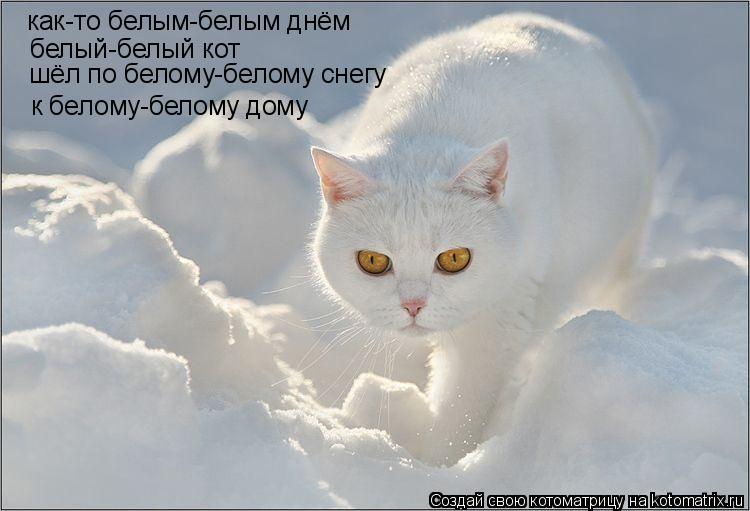 как-то белым-белым днём белый-белый кот шёл по белому-белому снегу к белому-белому дому... Котоматрица: как-то белым-белым днём белый-белый кот шёл по белому-белому снегу к белому-белому дому