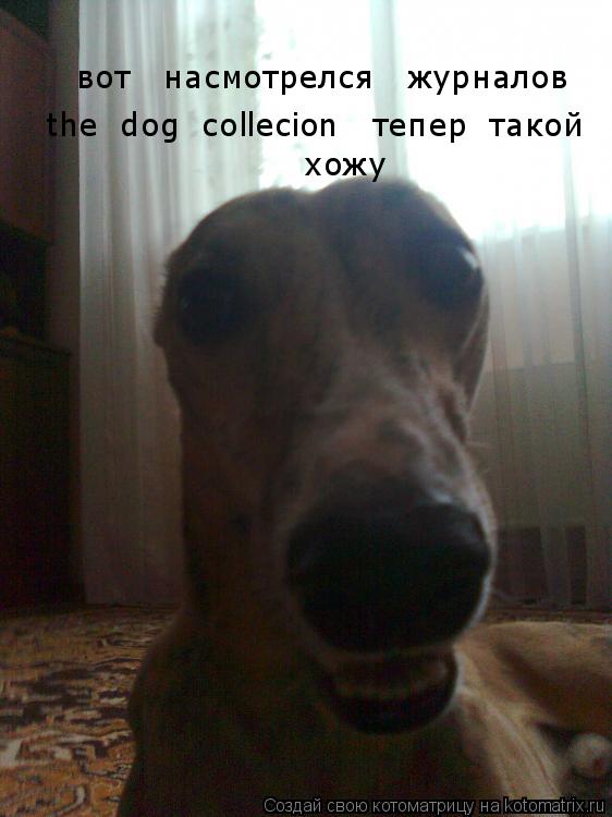 вот насмотрелся журналов the dog collecion тепер такой хожу хожу... Котоматрица: вот насмотрелся журналов the dog collecion тепер такой хожу хожу