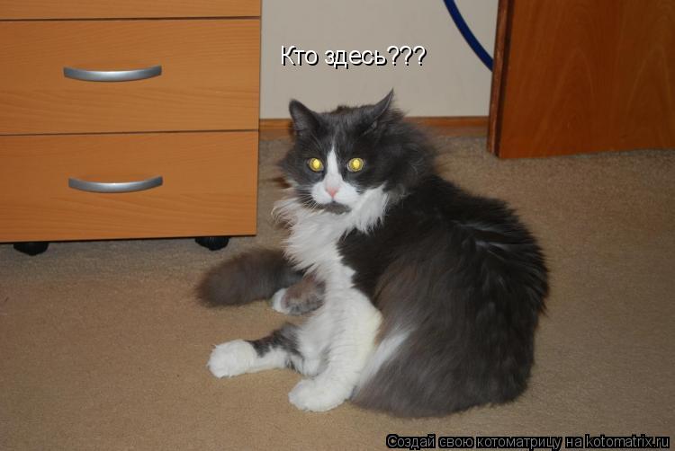 Кто здесь???... Котоматрица: Кто здесь???