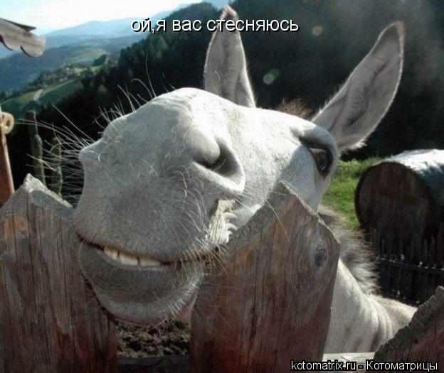 ой,я вас стесняюсь... Котоматрица: ой,я вас стесняюсь