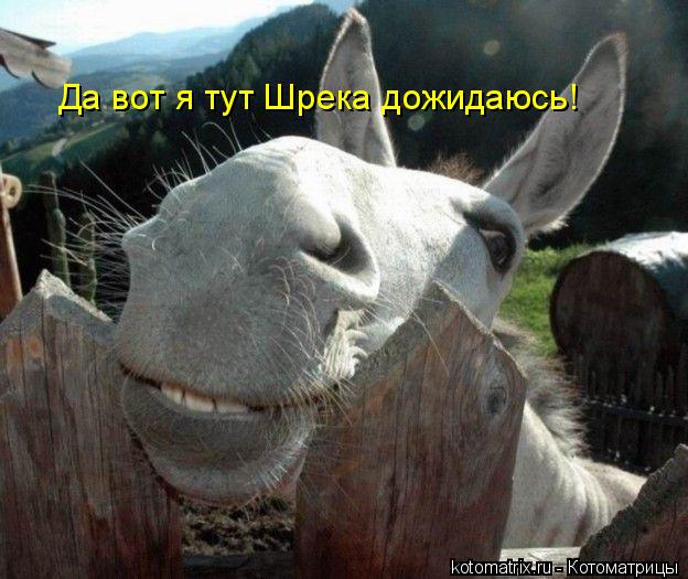 Да вот я тут Шрека дожидаюсь!... Котоматрица: Да вот я тут Шрека дожидаюсь!
