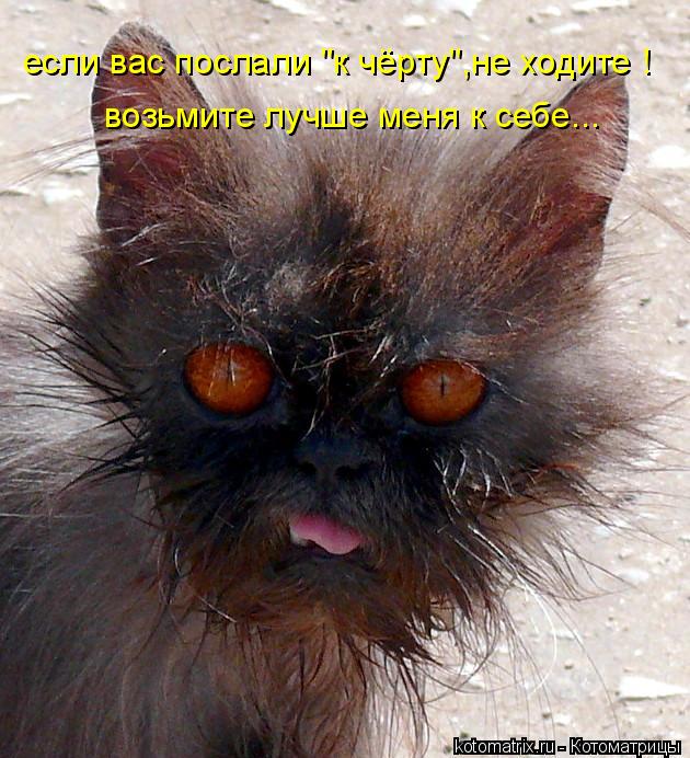 если вас послали "к чёрту",не ходите ! возьмите лучше меня к себе...... Котоматрица: если вас послали "к чёрту",не ходите ! возьмите лучше меня к себе...