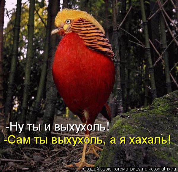 Котоматрица: -Ну ты и выхухоль! -Сам ты выхухоль, а я хахаль!