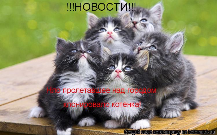 !!!НОВОСТИ!!! Нло пролетавшее над городом клонировало котёнка!... Котоматрица: !!!НОВОСТИ!!! Нло пролетавшее над городом клонировало котёнка!
