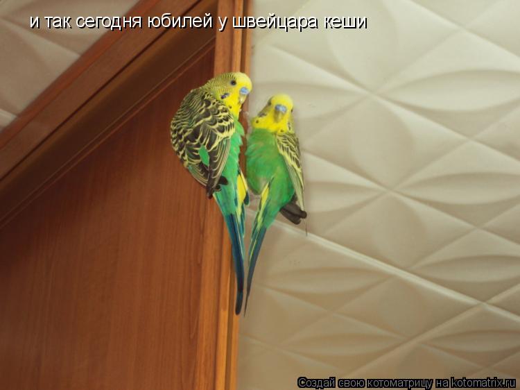 и так сегодня юбилей у швейцара кеши... Котоматрица: и так сегодня юбилей у швейцара кеши