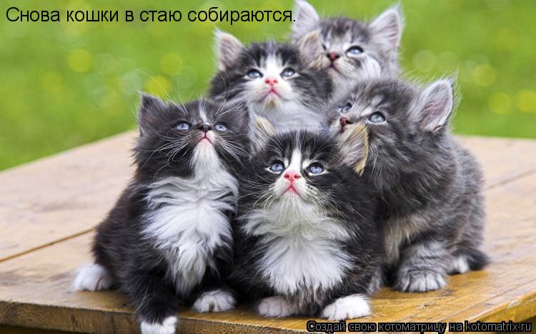 Снова кошки в стаю собираются.... Котоматрица: Снова кошки в стаю собираются.