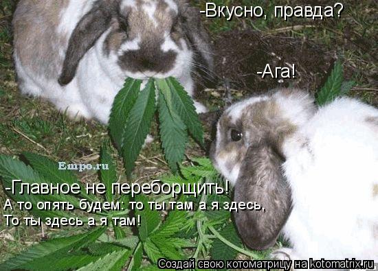 -Вкусно, правда? -Главное не переборщить! -Ага! А то опять будем: то ты там а я здесь, То ты здесь а ... Котоматрица: -Вкусно, правда? -Главное не переборщить! -Ага! А то опять будем: то ты там а я здесь, То ты здесь а я там!