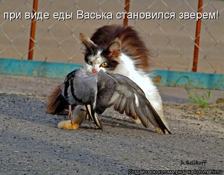 при виде еды Васька становился зверем!... Котоматрица: при виде еды Васька становился зверем!