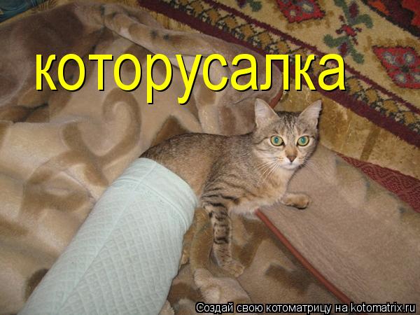 которусалка... Котоматрица: которусалка