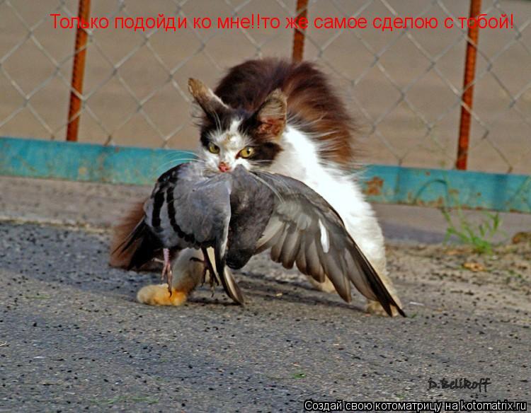 Только подойди ко мне!!то же самое сделою с тобой!... Котоматрица: Только подойди ко мне!!то же самое сделою с тобой!