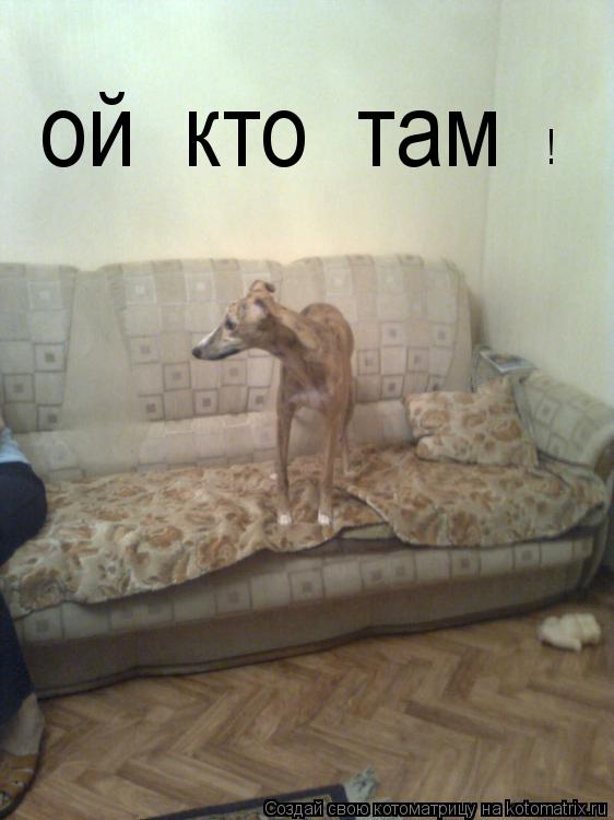 ой кто там !... Котоматрица: ой кто там !