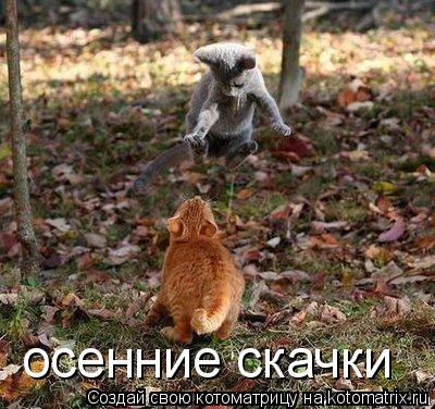 осенние скачки... Котоматрица: осенние скачки