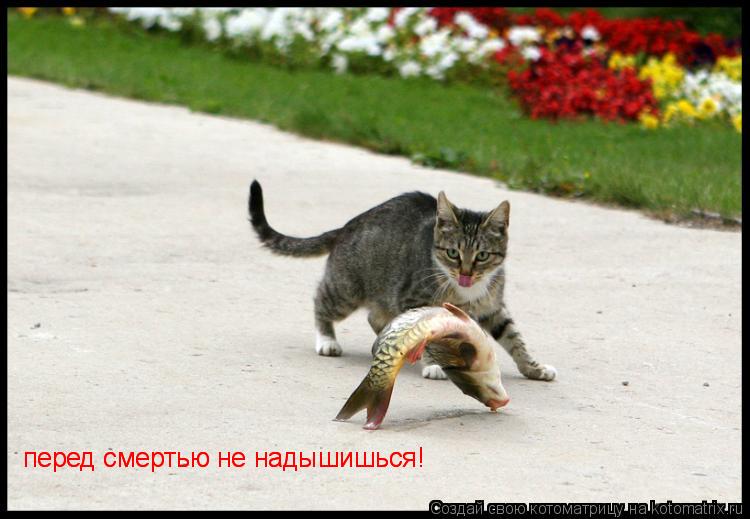 перед смертью не надышишься! перед смертью не надышишься!... Котоматрица: перед смертью не надышишься! перед смертью не надышишься!