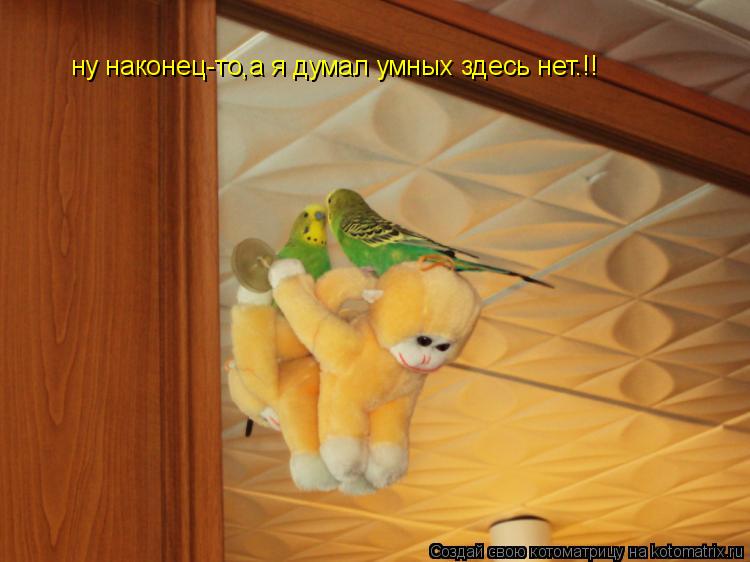 ну наконец-то,а я думал умных здесь нет.!!... Котоматрица: ну наконец-то,а я думал умных здесь нет.!!