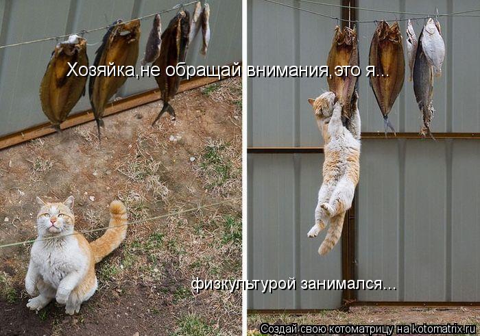 Хозяйка,не обращай внимания,это я... физкультурой занимался...... Котоматрица: Хозяйка,не обращай внимания,это я... физкультурой занимался...