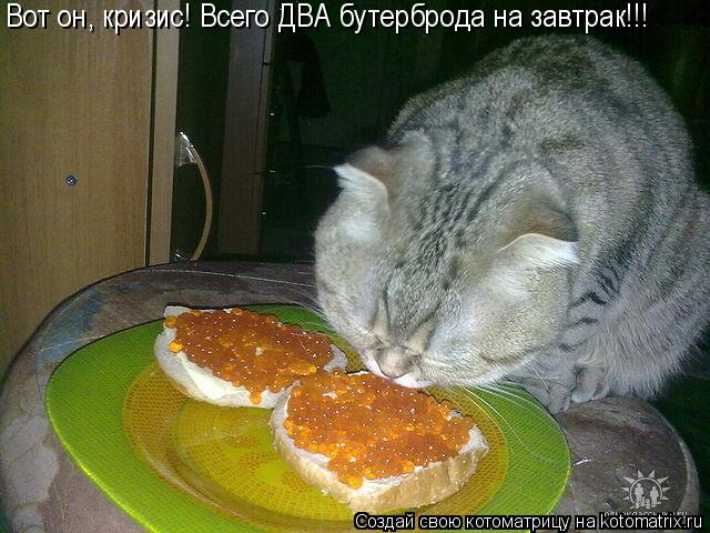 Вот он, кризис! Всего ДВА бутерброда на завтрак!!!... Котоматрица: Вот он, кризис! Всего ДВА бутерброда на завтрак!!!