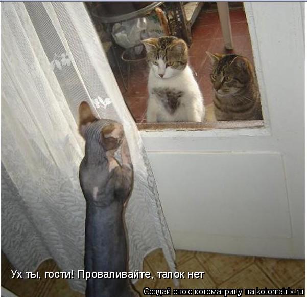 Ух ты, гости! Проваливайте, тапок нет... Котоматрица: Ух ты, гости! Проваливайте, тапок нет