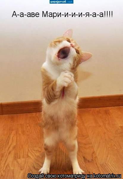 А-а-аве Мари-и-и-и-я-а-а!!!!... Котоматрица: А-а-аве Мари-и-и-и-я-а-а!!!!
