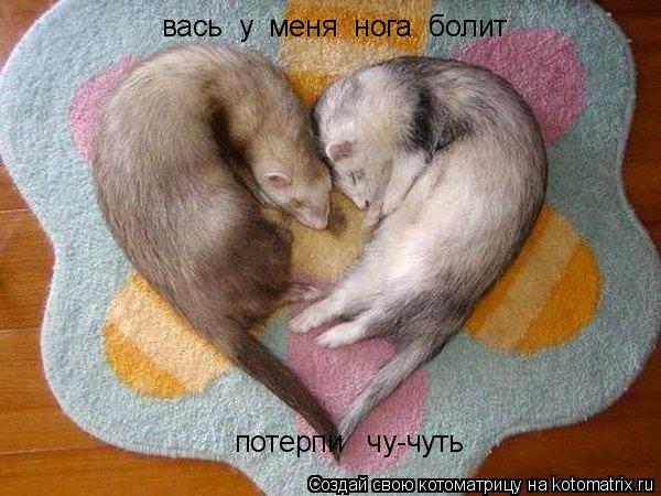 вась у меня нога болит потерпи чу-чуть... Котоматрица: вась у меня нога болит потерпи чу-чуть