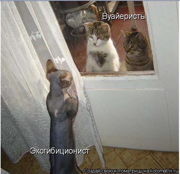 Эксгибиционист Вуайеристы... Котоматрица: Эксгибиционист Вуайеристы