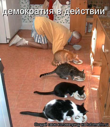 демократия в действии... Котоматрица: демократия в действии