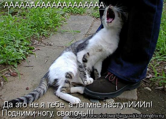 ААААААААААААААААААА Да это не я тебе, а ты мне наступИИИл! Подними ногу, сволочь!!!... Котоматрица: ААААААААААААААААААА Да это не я тебе, а ты мне наступИИИл! Подними ногу, сволочь!!!