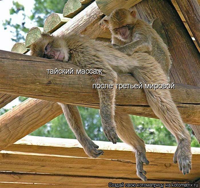 тайский массаж после третьей мировой... Котоматрица: тайский массаж после третьей мировой