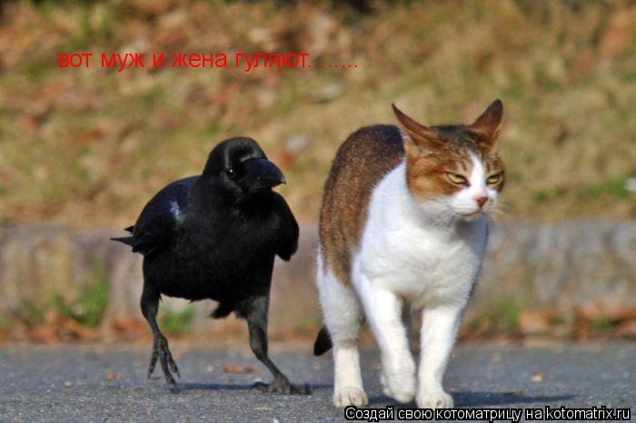 вот муж и жена гуляют........... Котоматрица: вот муж и жена гуляют........