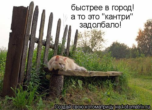 быстрее в город! а то это "кантри" задолбало!... Котоматрица: быстрее в город! а то это "кантри" задолбало!