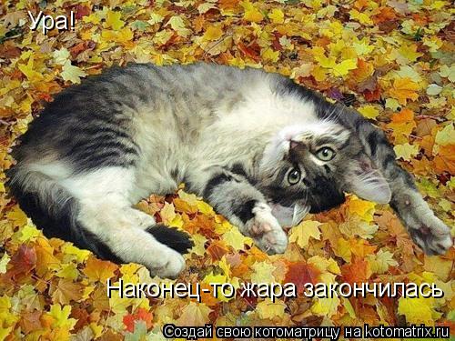 Ура! Наконец-то жара закончилась... Котоматрица: Ура! Наконец-то жара закончилась