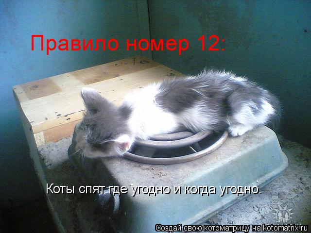 Правило номер 12: Коты спят где угодно и когда угодно.... Котоматрица: Правило номер 12: Коты спят где угодно и когда угодно.