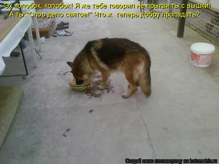 Эх колобок, колобок! Я же тебе говорил не прыгай ты с вышки! А ты:"Спор дело святое!" Что ж теперь д... Котоматрица: Эх колобок, колобок! Я же тебе говорил не прыгай ты с вышки! А ты:"Спор дело святое!" Что ж теперь добру пропадать?