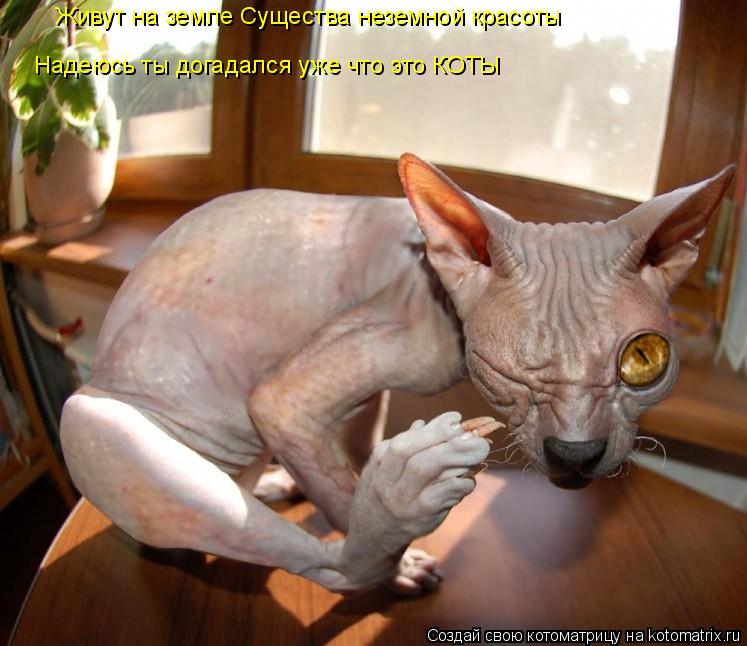 Живут на земле Существа неземной красоты Надеюсь ты догадался уже что это КОТЫ... Котоматрица: Живут на земле Существа неземной красоты Надеюсь ты догадался уже что это КОТЫ