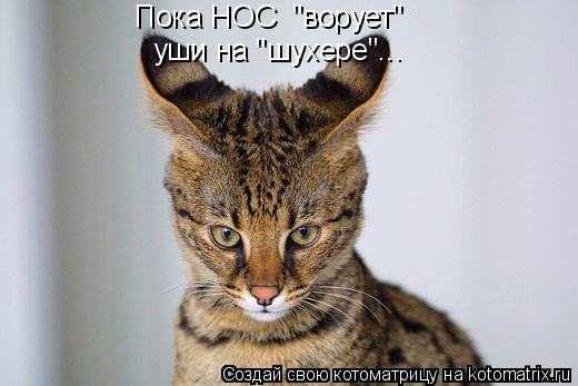 Пока НОС "ворует" уши на "шухере"...... Котоматрица: Пока НОС "ворует" уши на "шухере"...