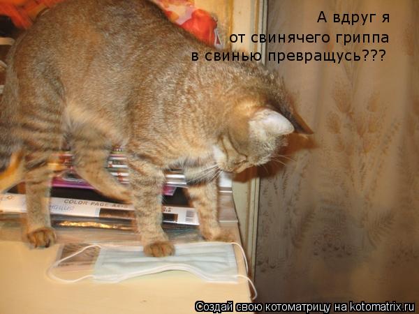 а вдруг А вдруг я от свинячего гриппа в свинью превращусь???... Котоматрица: а вдруг А вдруг я от свинячего гриппа в свинью превращусь???