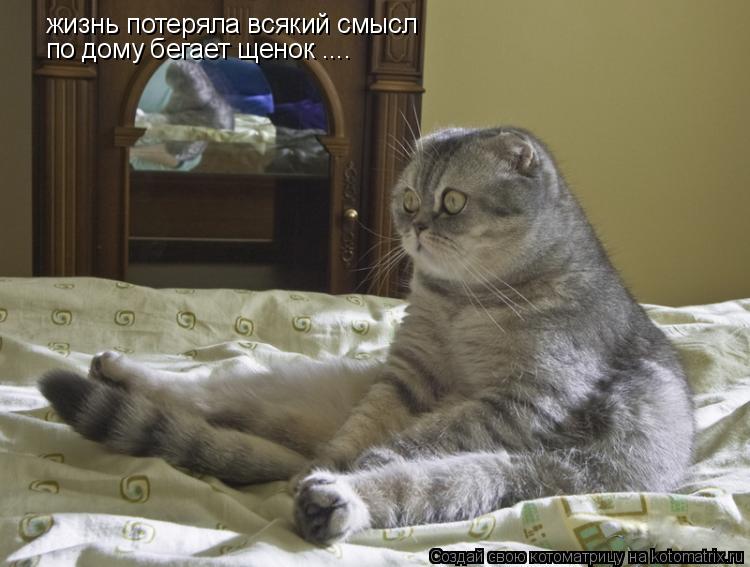 жизнь потеряла всякий смысл по дому бегает щенок ....... Котоматрица: жизнь потеряла всякий смысл по дому бегает щенок ....