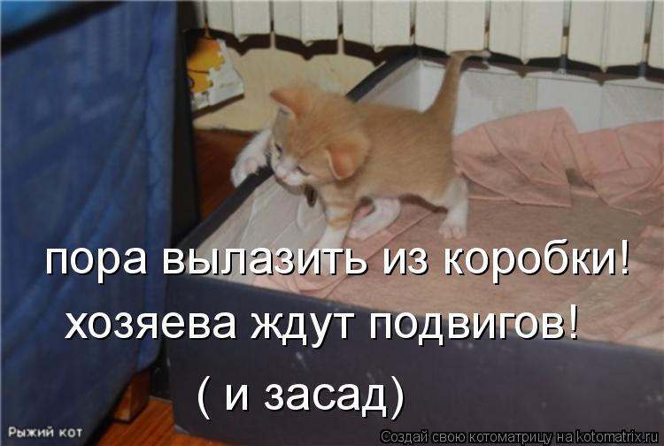 пора вылазить из коробки! хозяева ждут подвигов! ( и засад)... Котоматрица: пора вылазить из коробки! хозяева ждут подвигов! ( и засад)