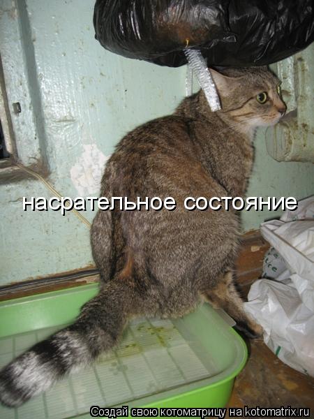 насрательное состояние... Котоматрица: насрательное состояние