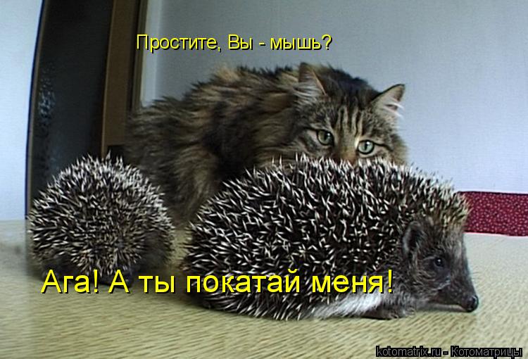 Простите, Вы - мышь? Ага! А ты покатай меня!... Котоматрица: Простите, Вы - мышь? Ага! А ты покатай меня!