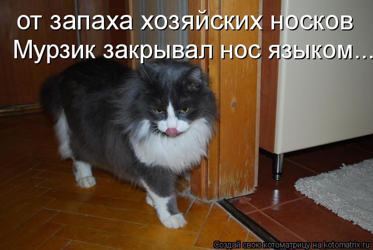 от запаха хозяйских носков Мурзик закрывал нос языком...... Котоматрица: от запаха хозяйских носков Мурзик закрывал нос языком...