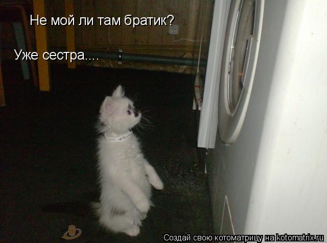 Не мой ли там братик? Уже сестра....... Котоматрица: Не мой ли там братик? Уже сестра....