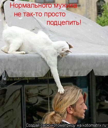 Нормального мужика не так-то просто подцепить!... Котоматрица: Нормального мужика не так-то просто подцепить!