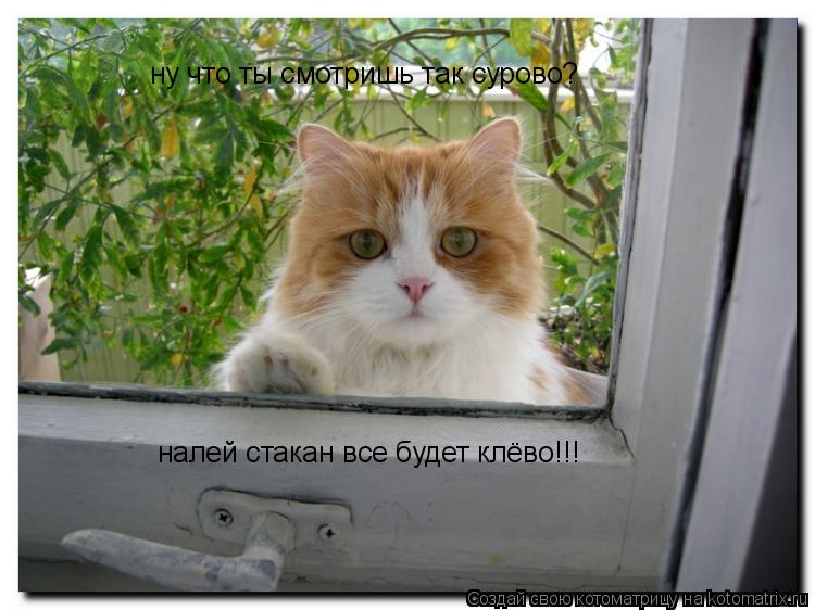 ну что ты смотришь так сурово? налей стакан все будет клёво!!!... Котоматрица: ну что ты смотришь так сурово? налей стакан все будет клёво!!!