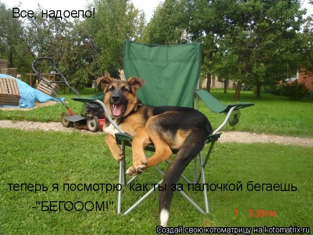 Все, надоело! теперь я посмотрю, как ты за палочкой бегаешь. -"БЕГОООМ!"... Котоматрица: Все, надоело! теперь я посмотрю, как ты за палочкой бегаешь. -"БЕГОООМ!"