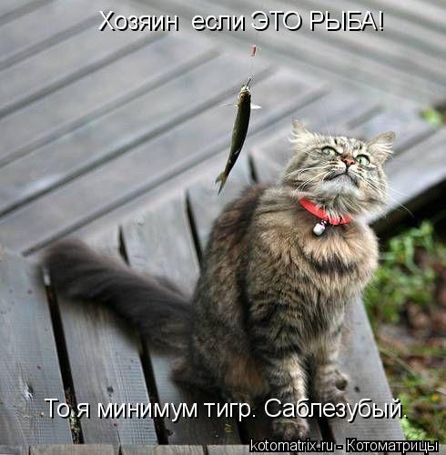 То я минимум тигр. Саблезубый. Хозяин если ЭТО РЫБА!... Котоматрица: То я минимум тигр. Саблезубый. Хозяин если ЭТО РЫБА!