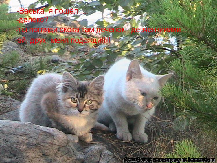 -Васька, я пошёл..... -далёко? -ты погляди скока там деченок...девченкиииии..... -эй, друх, меня подо... Котоматрица: -Васька, я пошёл..... -далёко? -ты погляди скока там деченок...девченкиииии..... -эй, друх, меня подожди!!!!