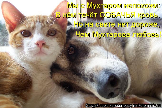 Мы с Мухтаром непохожи: В нём течёт СОБАЧЬЯ кровь. Но на свете нет дороже, Чем Мухтарова любовь!... Котоматрица: Мы с Мухтаром непохожи: В нём течёт СОБАЧЬЯ кровь. Но на свете нет дороже, Чем Мухтарова любовь!