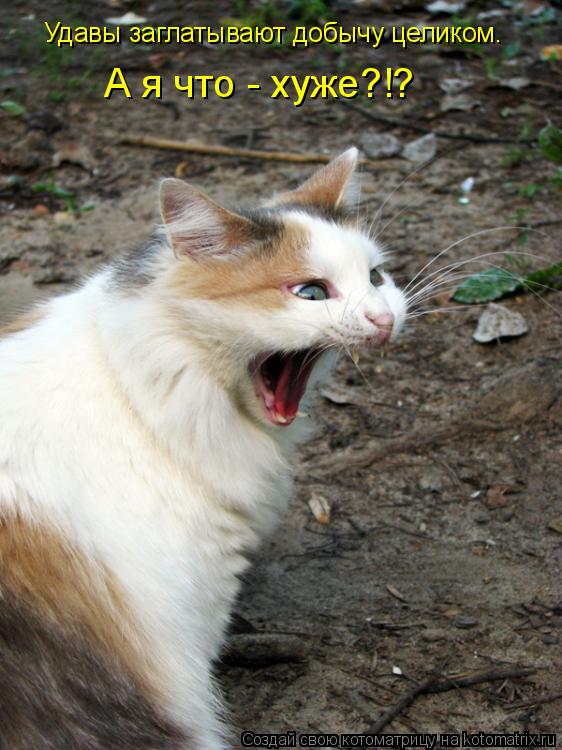 Удавы заглатывают добычу целиком. А я что - хуже?!?... Котоматрица: Удавы заглатывают добычу целиком. А я что - хуже?!?