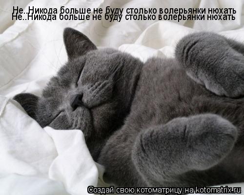 Не..Никода больше не буду столько волерьянки нюхать Не..Никода больше не буду столько волерьянки нюха... Котоматрица: Не..Никода больше не буду столько волерьянки нюхать Не..Никода больше не буду столько волерьянки нюхать Не..Никода больше не буду столько во
